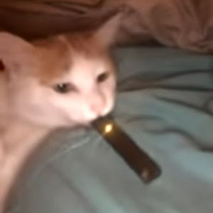 Meet your Posher, Jonah